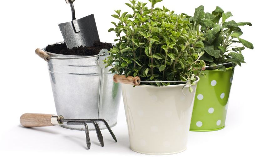 Lismore Home Garden Education Club is still seeking entries for its spring garden competition. Lismore Home Garden Education Club is still seeking entries for its spring garden competition.